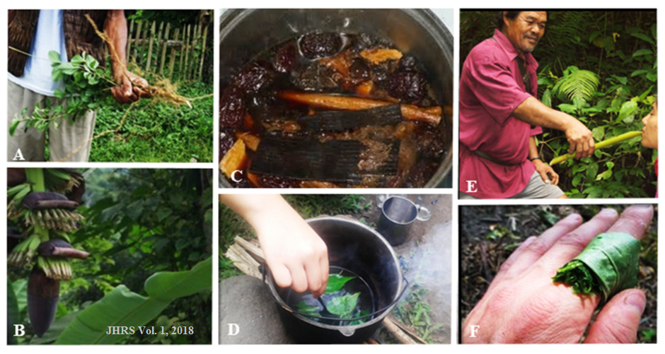 Figure 3. The various ways of preparation and application of traditional medicine, with roots, stems (A), and leaves (B) as the common plant parts used. A typical preparation is through decoction (C & D) which may be taken orally (E) or used in bathing. For topical application (F), plant parts are commonly pounded to release the sap.